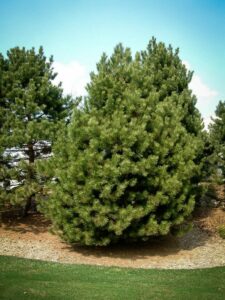 Сосна Чёрная (Pinus Nigra) купить по цене от 270.00р. в интернет-магазине «Посадика» с доставкой почтой в в Вяземскийе и по всей России – [изображение №1].