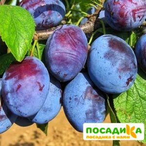 Слива Чачакская ранняя купить по цене от 229.00р. в интернет-магазине «Посадика» с доставкой почтой в в Вяземскийе и по всей России – [изображение №1].