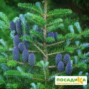 Пихта корейская (Abies koreana) купить по цене от 450.00р. в интернет-магазине «Посадика» с доставкой почтой в в Вяземскийе и по всей России – [изображение №1].