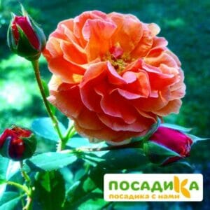 Роза Арабия купить по цене от 350.00р. в интернет-магазине «Посадика» с доставкой почтой в в Вяземскийе и по всей России – [изображение №1].