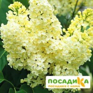 Сирень Примроуз (Primrose) купить по цене от 529.00р. в интернет-магазине «Посадика» с доставкой почтой в в Вяземскийе и по всей России – [изображение №1].