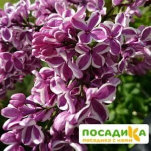 Сирень Сенсация купить по цене от 529.00р. в интернет-магазине «Посадика» с доставкой почтой в в Вяземскийе и по всей России – [изображение №1].