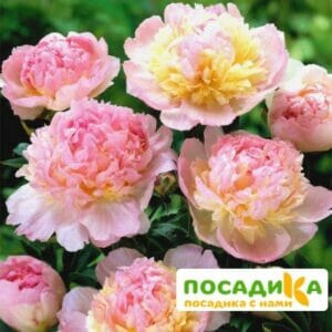 Пион Распберри Сандей (Paeonia Raspberry Sundae) купить по цене от 959р. в интернет-магазине «Посадика» с доставкой почтой в в Вяземскийе и по всей России – [изображение №1].