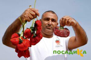 Клубника Гигант Джорнея купить по цене от 266р. в интернет-магазине «Посадика» с доставкой почтой в в Вяземскийе и по всей России – [изображение №1].