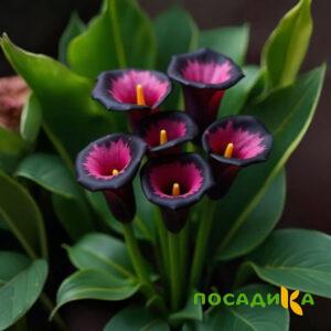 Калла Аура Лейс купить по цене от 400р. в интернет-магазине «Посадика» с доставкой почтой в в Вяземскийе и по всей России – [изображение №1].