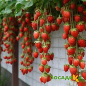 Клубника вьющаяся Комплимент купить по цене от 470р. в интернет-магазине «Посадика» с доставкой почтой в в Вяземскийе и по всей России – [изображение №1].