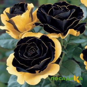 Роза Ханни Сикл купить по цене от 700р. в интернет-магазине «Посадика» с доставкой почтой в в Вяземскийе и по всей России – [изображение №1].