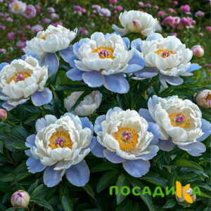 Пион акварельный Этюд купить по цене от 806р. в интернет-магазине «Посадика» с доставкой почтой в в Вяземскийе и по всей России – [изображение №1].