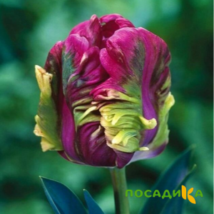 Тюльпан Экзотик Хэвен купить по цене от 186р. в интернет-магазине «Посадика» с доставкой почтой в в Вяземскийе и по всей России – [изображение №1].