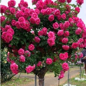 Роза Версаля купить по цене от 232р. в интернет-магазине «Посадика» с доставкой почтой в в Вяземскийе и по всей России – [изображение №1].